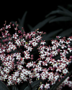 In Bloom